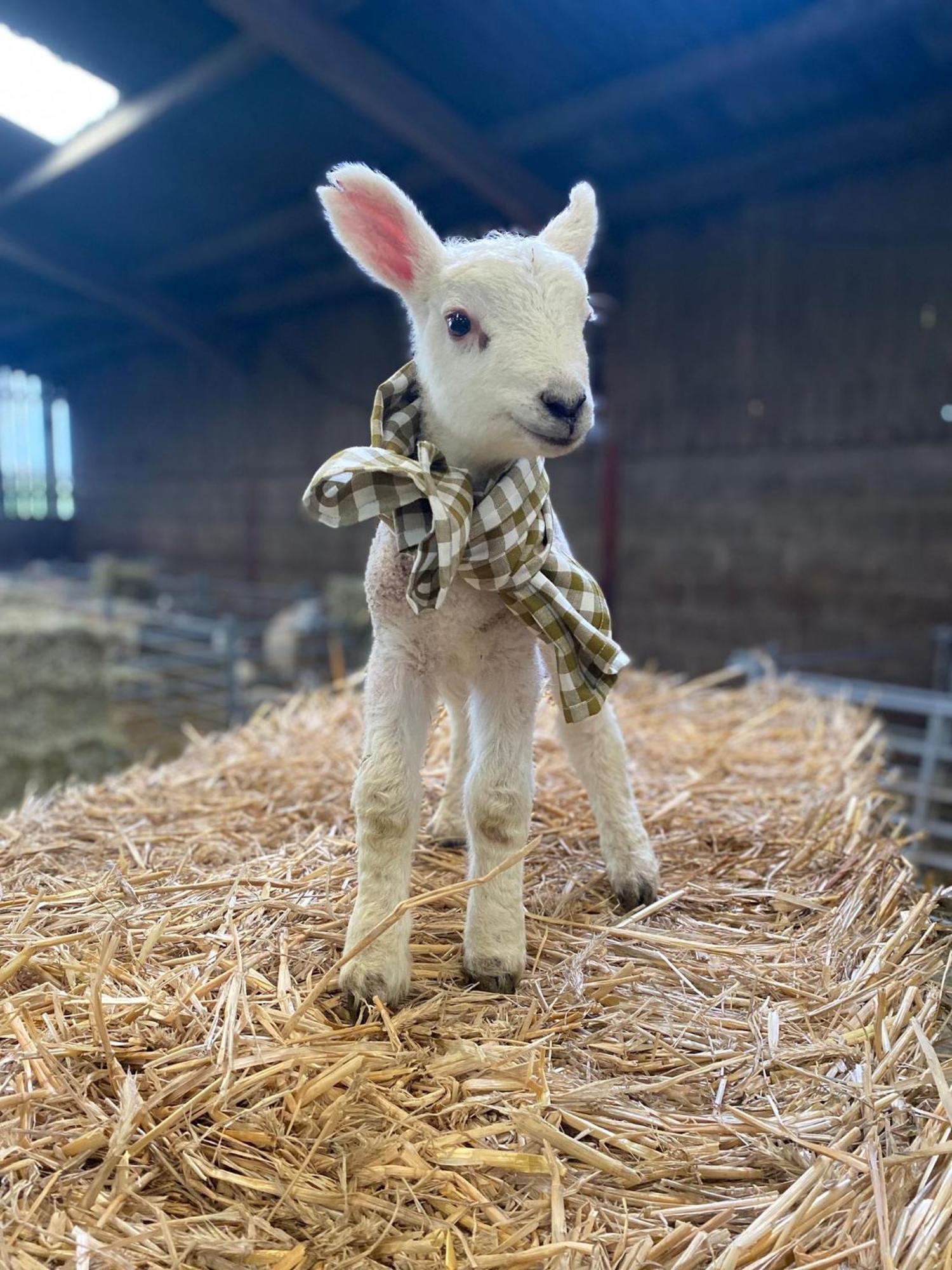 Ewe Stay Harrogate Dış mekan fotoğraf